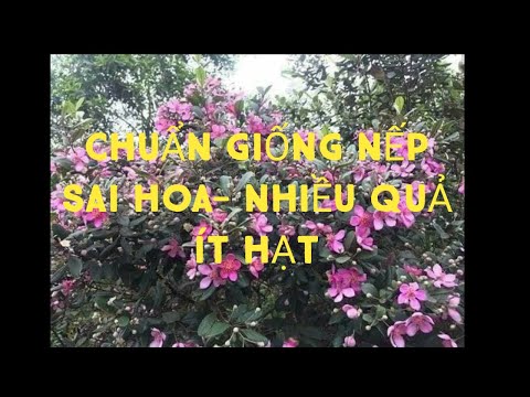 Video ĐỊA CHỈ BÁN CÂY SIM RỪNG GIỐNG,CÂY SIM CẢNH VÀ CÁCH... - youtube