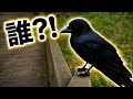 【vlog】 飛んできたと思ったら別の子でした #カラス #crow #かわいい