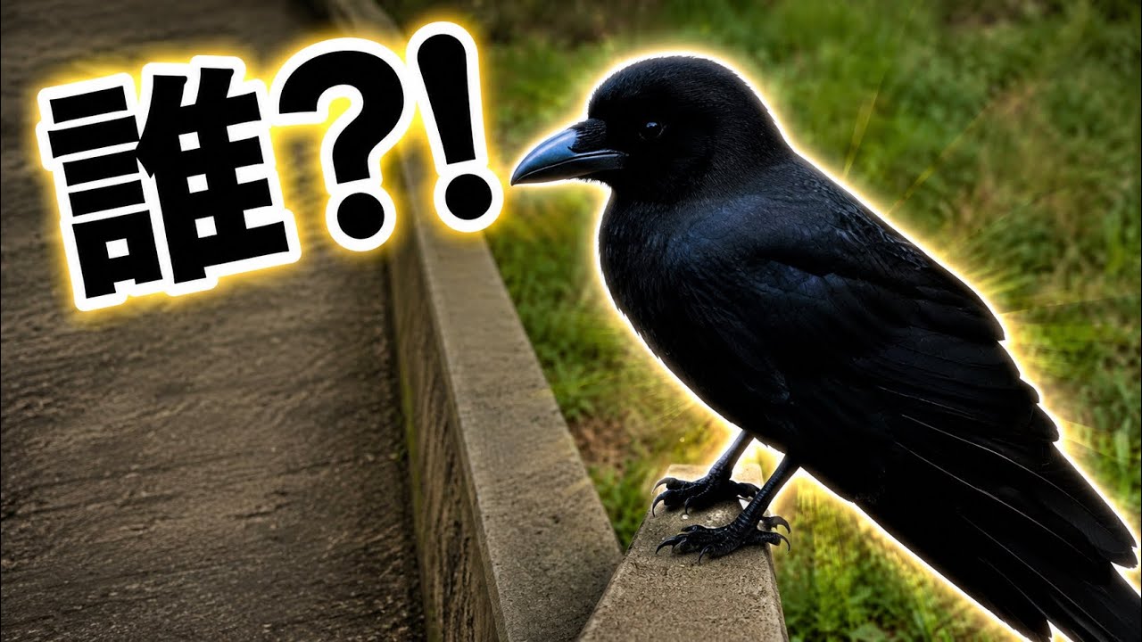 vlog] Thought it flew over to me, but it was someone else #crow