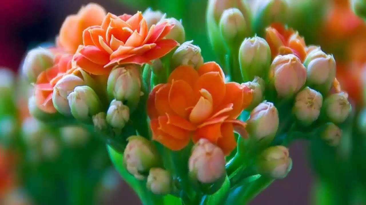 Каланхоэ - лечебные свойства,рецепты - YouTube