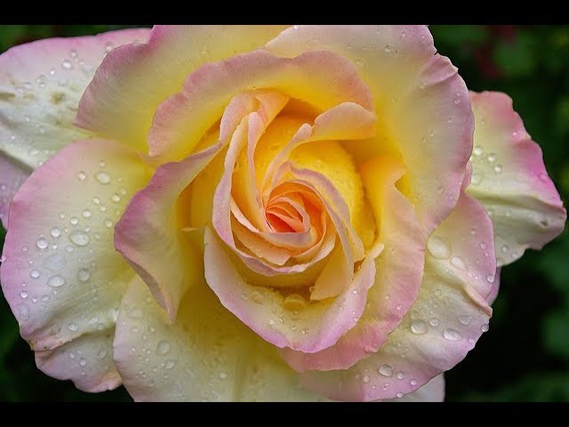 9 ЛУЧШИХ СОРТОВ ЧАЙНО - ГИБРИДНЫХ РОЗ