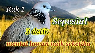 🔴Cocok untuk  masteran dan terapi #dekukugacor