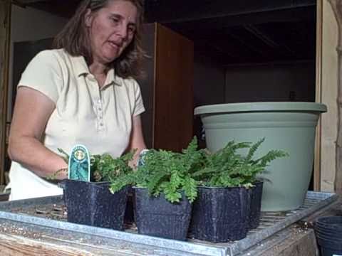 Video: Kā audzēt sārtapapardes podos - sārta papardes stādīšana stiepļu grozā