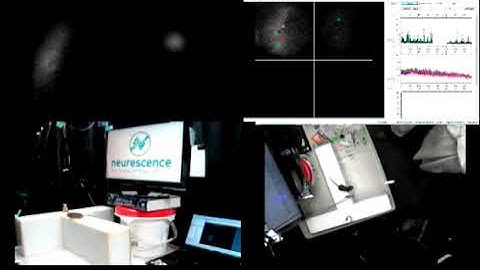 Neurescence Quartet® - T-Maze - Simultaneous multi-region Calcium Imaging in Freely Behaving Mice