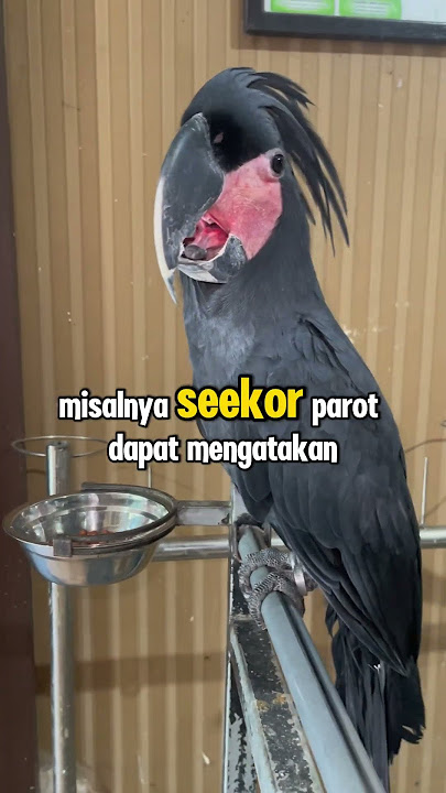 DO PARROTS JUST IMITATE WORDS OR DO THEY REALLY UNDERSTAND THEM #parrot #talkingparrot #birds