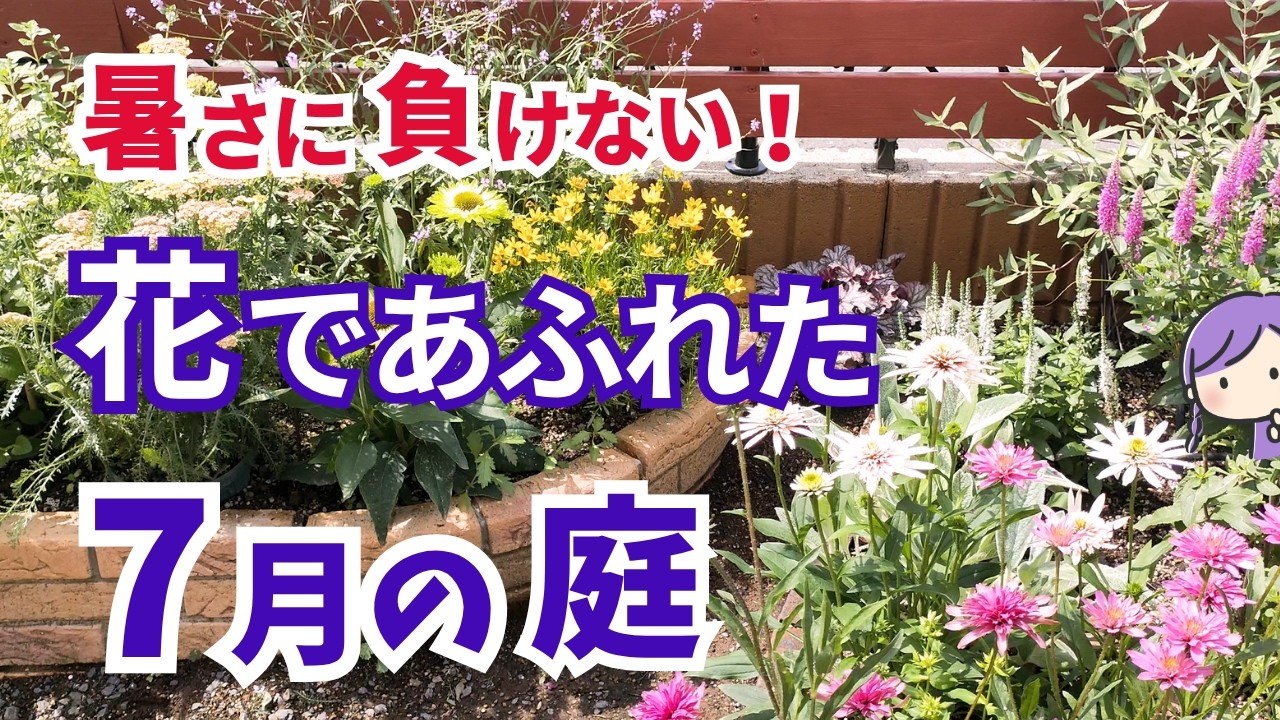 July Garden】Overflowing with heat-resistant perennials! My low