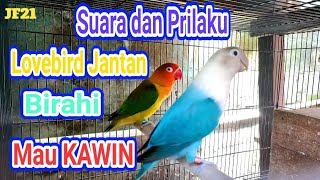 Mengenal suara dan prilaku lovebird jantan ketika birahi dan mau kawin