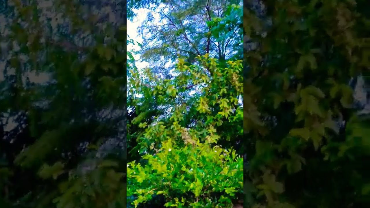 Comment Here How Many Trees Captured In This Video YouTube Comment Here How Many Trees Captured In This Video YouTube