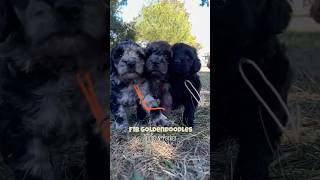 F1B Goldendoodle Puppies | Annie & Parker | 6.5-weeks old