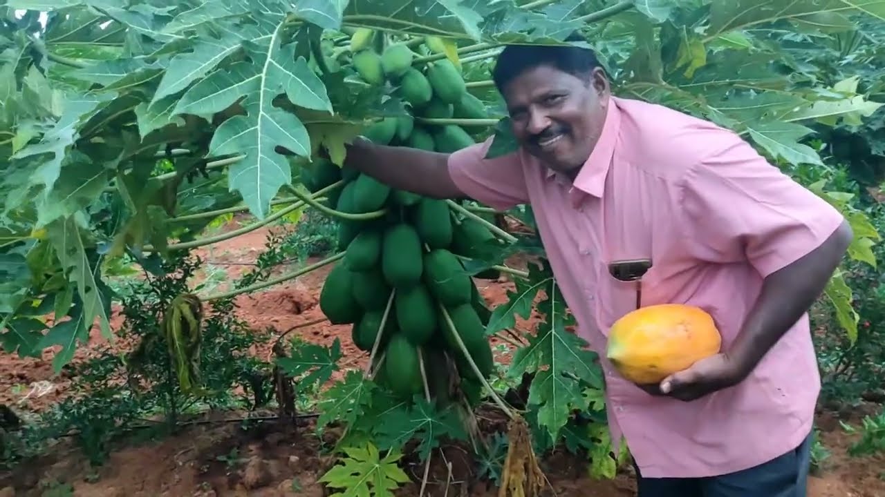 No15 papaya mustafa Export pvt Ltd