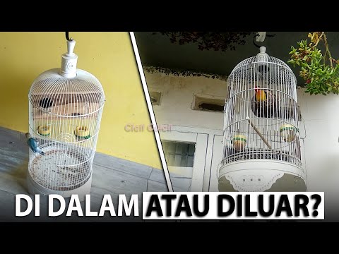 Video: Cara Dapatkan Burung Parrot Kembali Di dalam Sangkarnya