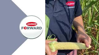 How to check Maize Cob maturity for Better Silage | Lallemand Animal Nutrition