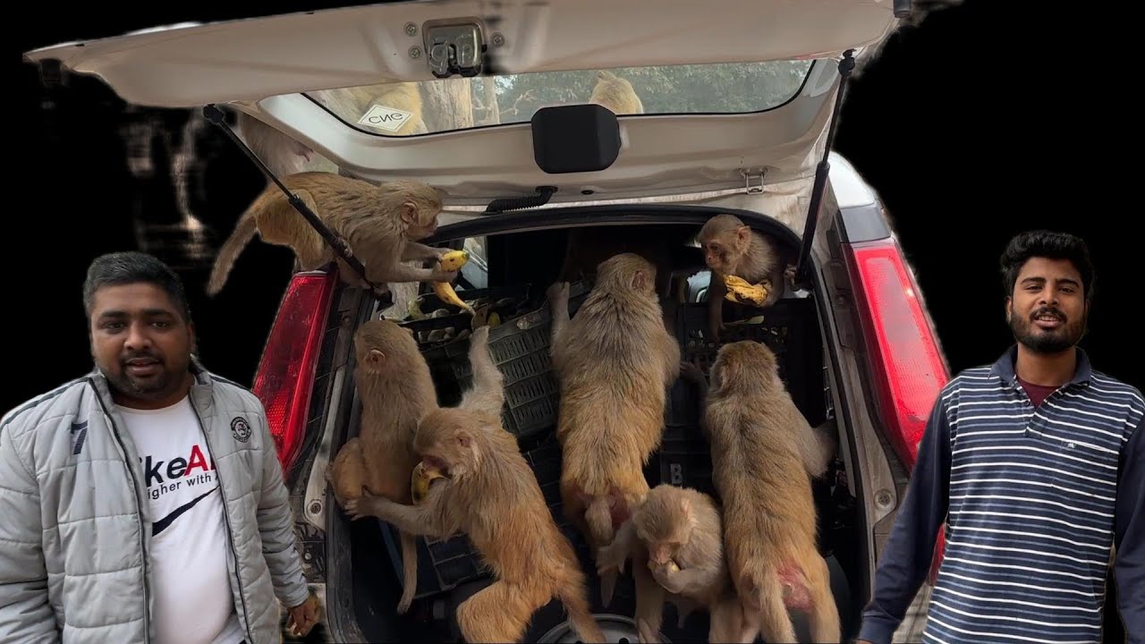 Feeding many box banana for hungry monkeys