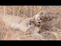 Lioness with adorable lion cubs - South Luangwa Zambia