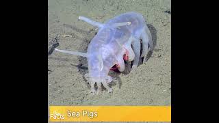 Fun Facts About Sea Pigs screenshot 5