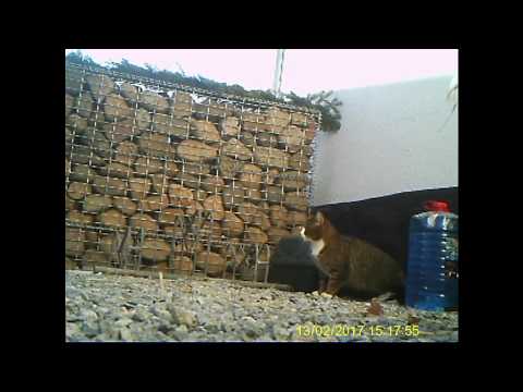 Cheeky magpies teasing feral cat
