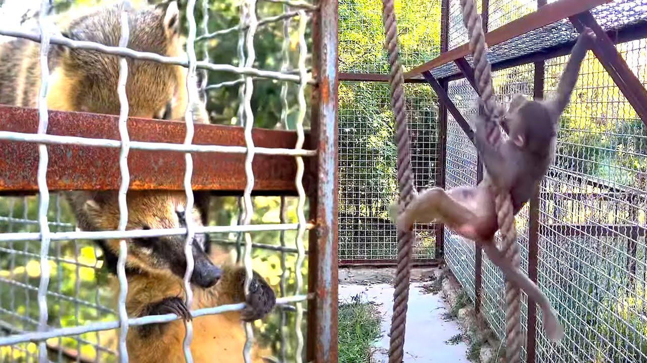 Таня настя и тайган дзен