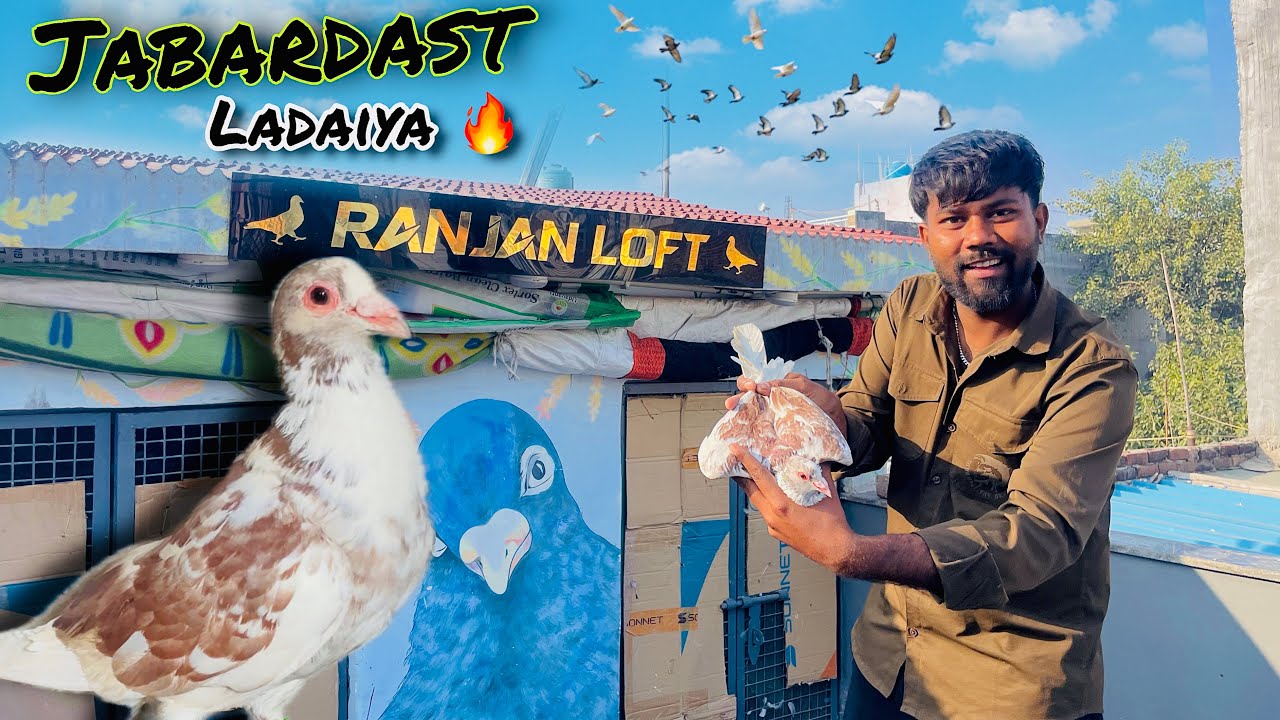 Aaj hui sedi se jabardast ladaiya 🔥| सेदी से कबूतर लड़ा दिए 😨