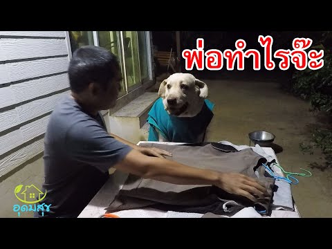 วีดีโอ: คนประหลาดใจเกี่ยวกับผู้ชายที่ทำให้สุนัขของเขาทำความสะอาดระเบียบของเธอ