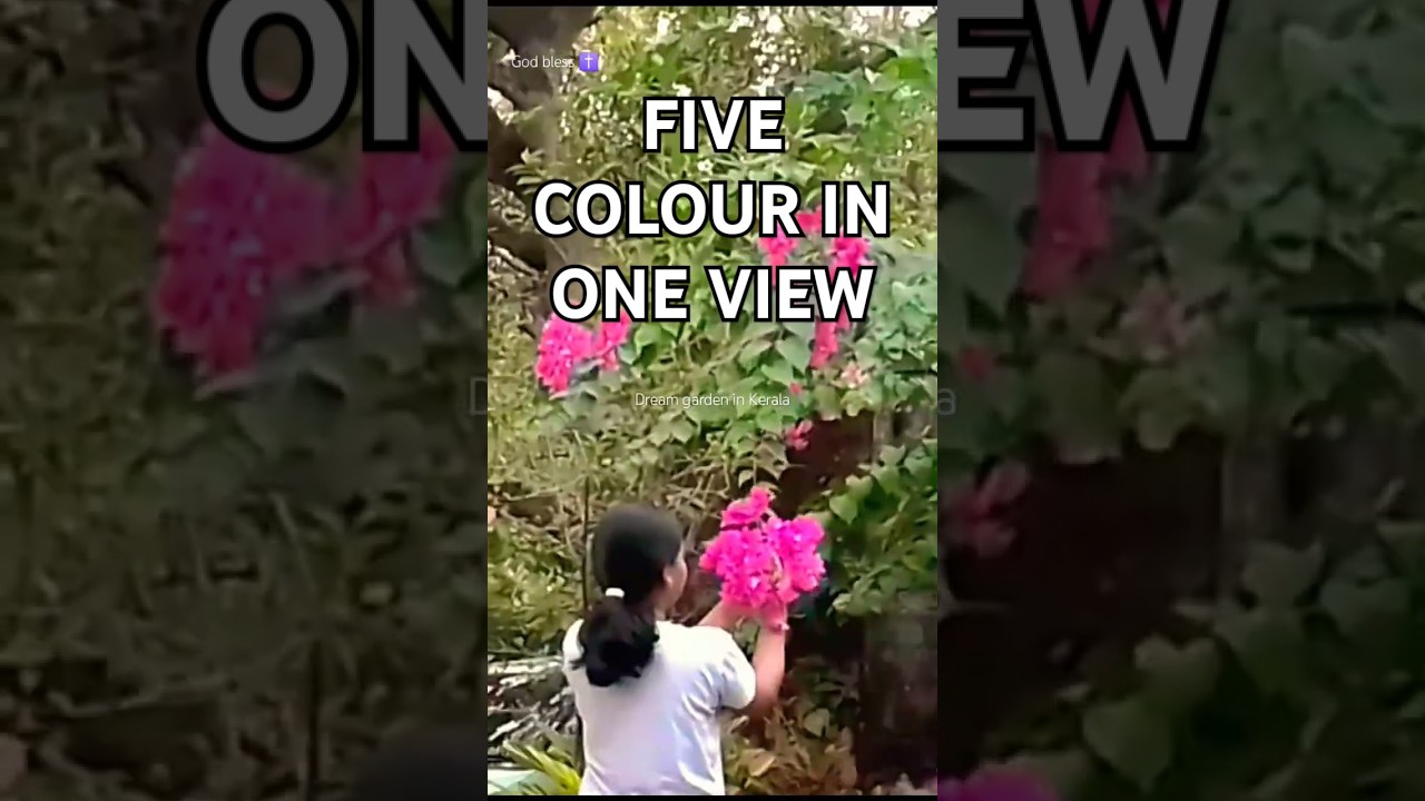 Beautiful Garden with more than 5 colours BOUGAINVILLE 🤩🌼😱 