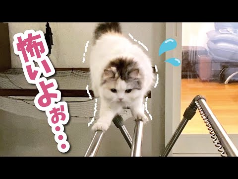 勇気をふりしぼって物干しの上を渡る猫【関西弁でしゃべる猫】