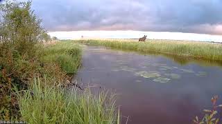 Beaver camera 2019 (Repositioned) by Aare 7,459 views 4 years ago 8 minutes, 47 seconds