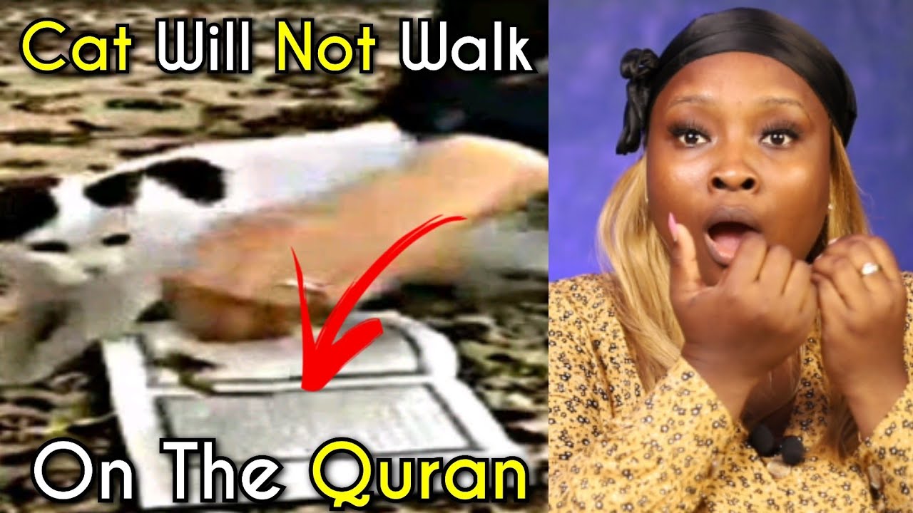 Cat Will Not Walk On The Quran NonMuslim REACTION!!! YouTube
