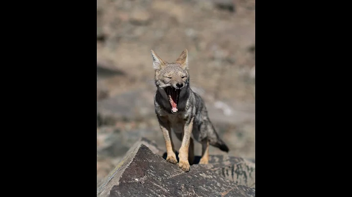 Coyote Morning Song