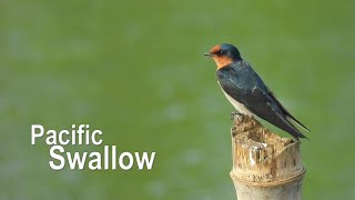 Pacific Swallow (in 4K)