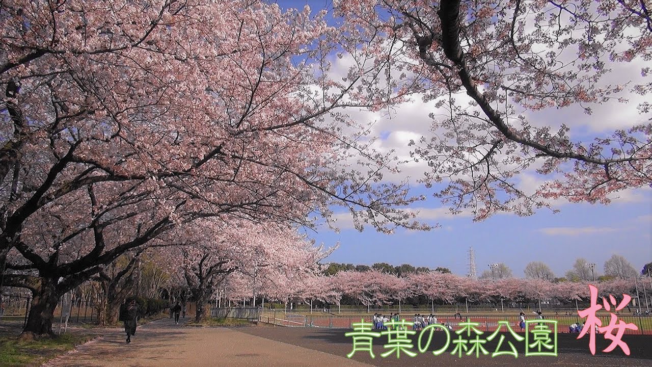 【冬桜】ことりのあそびば A 青葉の森公園の桜 (千葉県千葉市) - YouTube