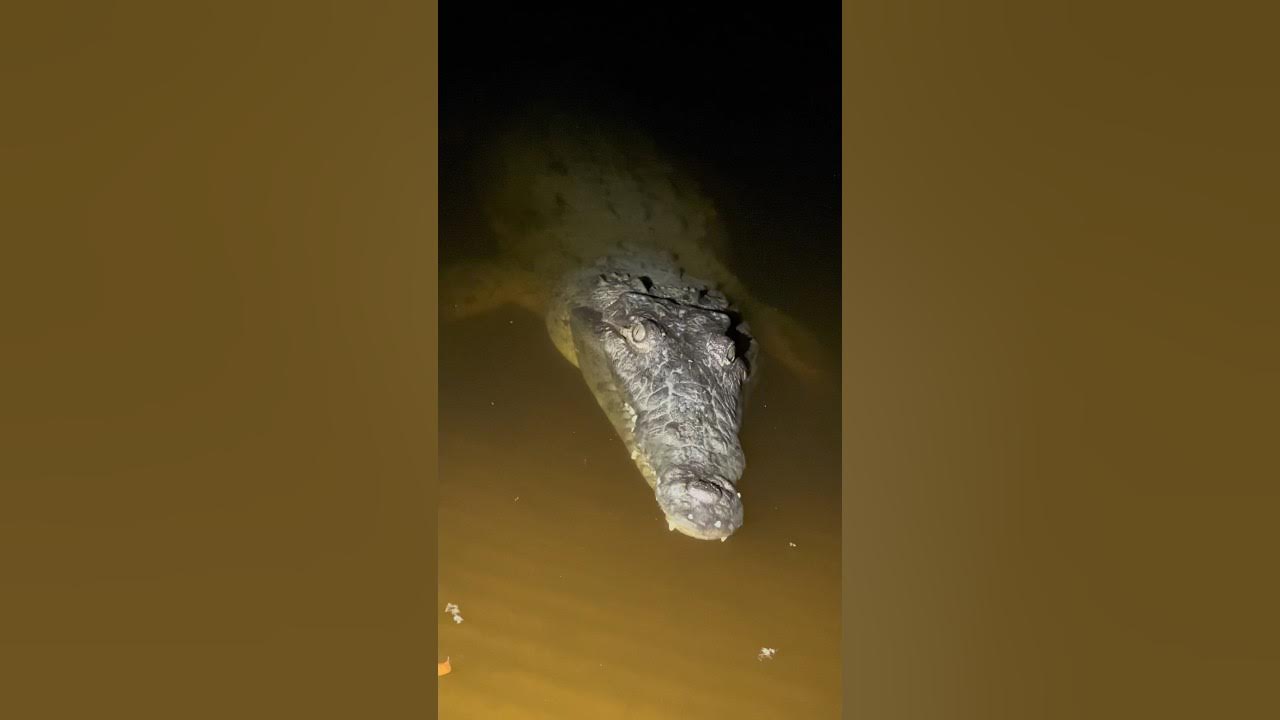 Looking for the pythons in the Florida Everglades! #everglades# ...