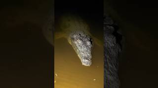 Looking For The Pythons In The Florida Everglades Youtubeshortsalligatorcrocodile