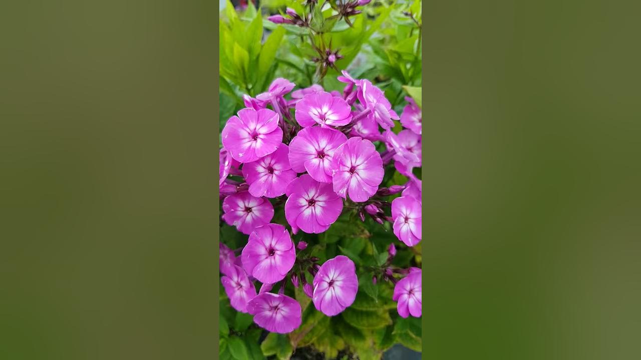 Phlox pan. Famous Light Purple - YouTube