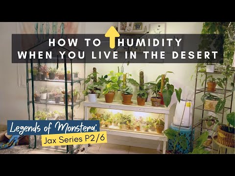 How to Increase Humidity in Dry Climates | Houseplant Tour | Jax Series | Ep 141
