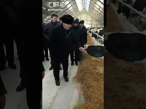 Президент и корова.