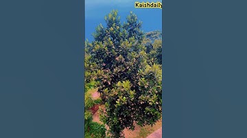 Zooming natural beauty #automobile #memes #travel #trendingshorts #musicremix #zoom @Kaishdaily