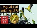 Opium addicted Parrots, big worry for farmers (BBC Hindi)