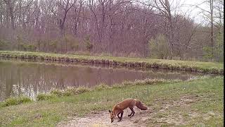 fox IMG 5762