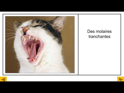Vidéo: Différence Entre Les Dents Herbivores Et Carnivores