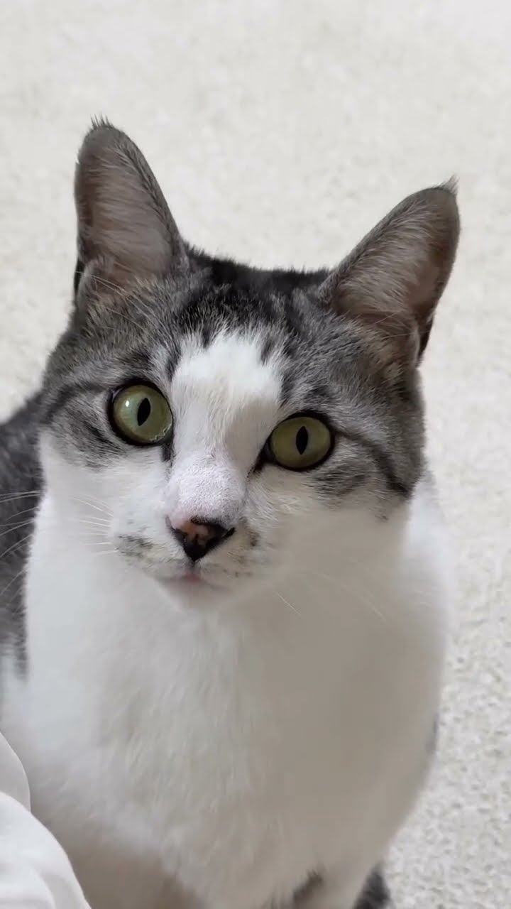 Très mignon petite chaton