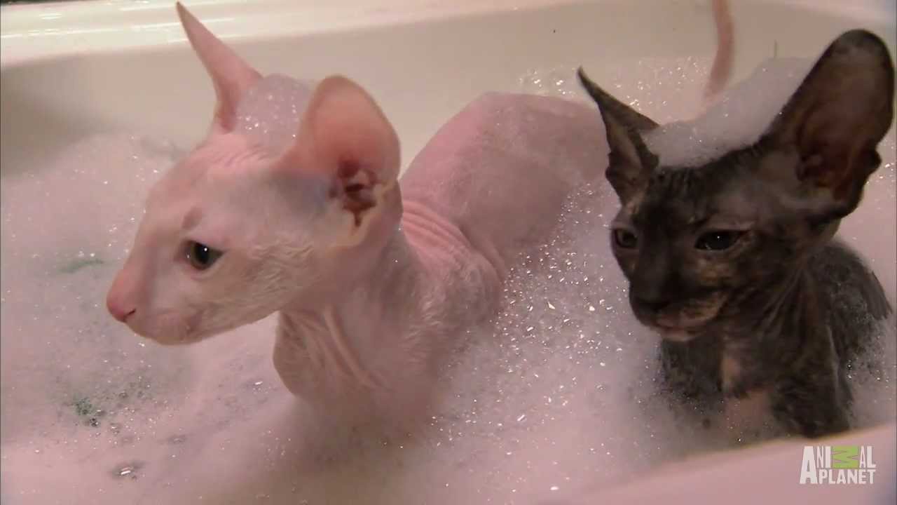 Hairless Kitty Bath | Too Cute! - YouTube