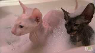 Hairless Kitty Bath | Too Cute!