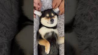 柴犬Asmr曼玉Manyu小白Bai 毛发护理Spa Asmr