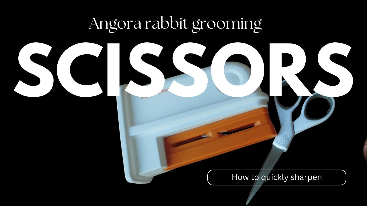 How to sharpen your scissors FAST before angora rabbit trim #rabbit # ...