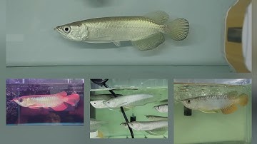 TOP 5 dòng Cá Rồng giá trị từ thấp đến cao cho anh em mới tập chơi trải nghiệm | #cacanh #carong 