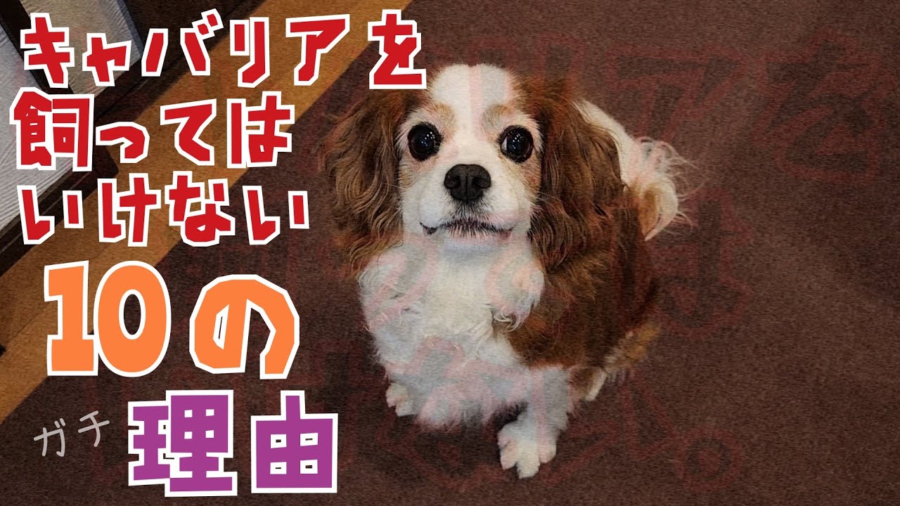 キャバリアを飼ってはいけない10の（ガチ）理由！！