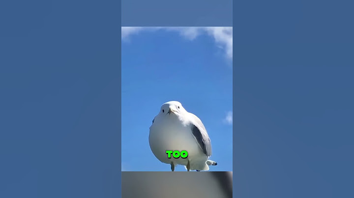 This Bird Fakes Rain to Trick Worms—And It’s Brilliant