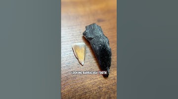What does a paleontologist have in his collection? A VERY large barracuda tooth! #fossils