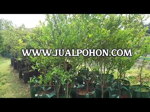 Pohon Buah Jeruk Santang Madu Super Genjah Bisa Ditabulampot