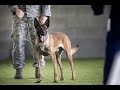 Quand Le Malinois ATTAQUE -- Les meilleurs Attaques de chiens